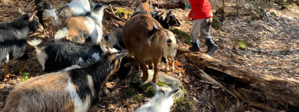 Wild Walk Experience with Goats!